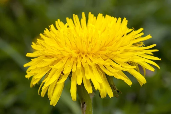 Gyermekláncfű Taraxacum Officinale Baden Wrttemberg Németország Európa — Stock Fotó