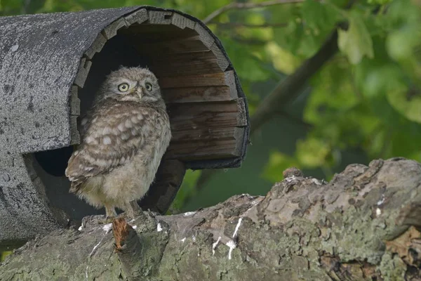 Kleine Eule Sitzt Auf Einem Felsen Und Schaut Weg — Stockfoto