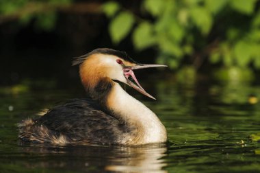 Great Crested Grebe with open beak on the Alster, Hamburg, Germany, Europe clipart