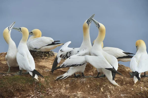 Scenic View Northern Gannets Heligoland Schleswig Holstein Germany Europe — Stock Photo, Image