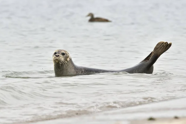 Common Seal Atau Harbour Seal Berenang Air Tenang — Stok Foto