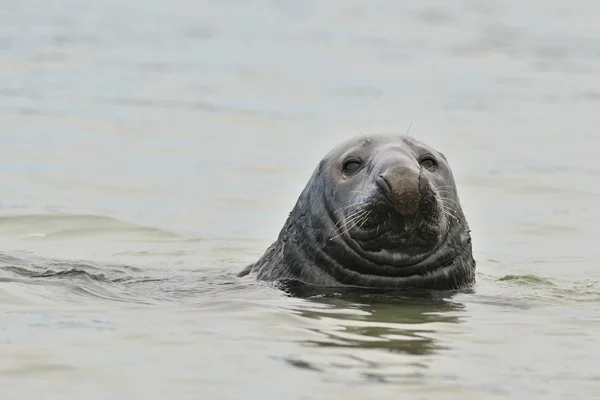 Seehund Oder Hafenrobbe Schwimmen Ruhigem Wasser — Stockfoto