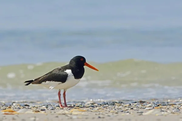 Oystercatcher Pássaro Praia Perto Mar — Fotografia de Stock