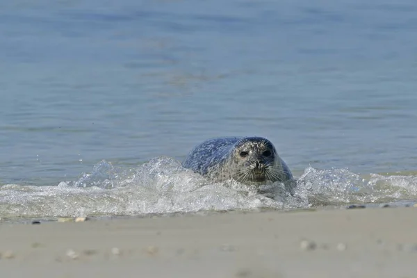 Common Seal Atau Harbour Seal Berjalan Keluar Dari Air — Stok Foto