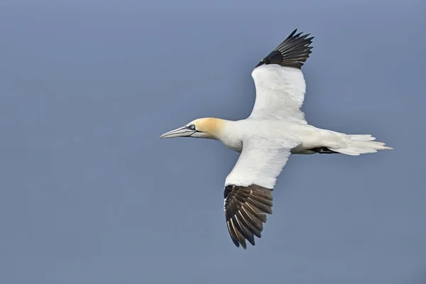 Vista Panorámica Del Gannet Del Norte Volando Cielo —  Fotos de Stock