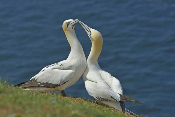 Scenic View Northern Gannets Sea — Stock Photo, Image