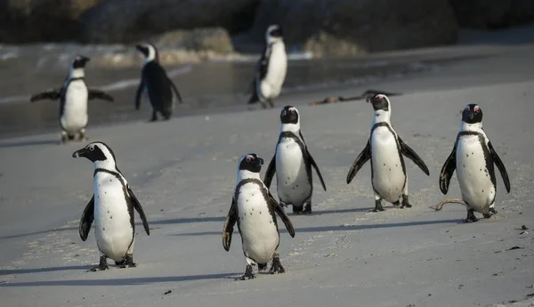 Gruppe Von Pinguinen Steht Sand — Stockfoto