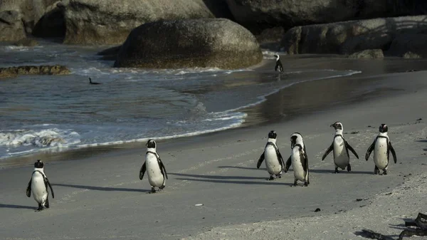 Pingwiny Plaży — Zdjęcie stockowe