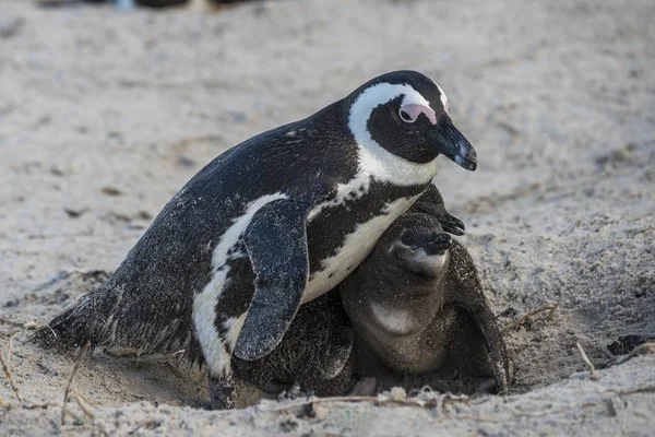 Gentoo Pinguino Spheniscus Demersus Nella Sabbia — Foto Stock