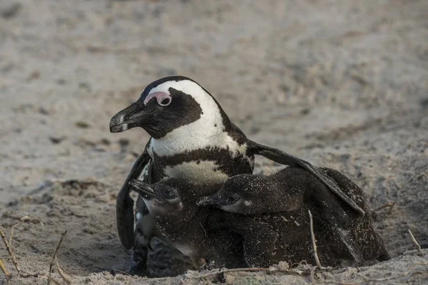 Pinguim Areia — Fotografia de Stock