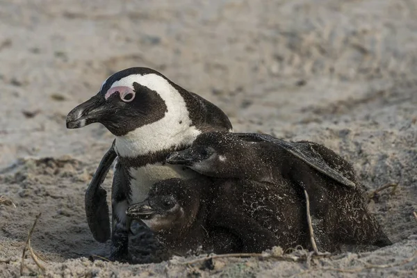 Gentoo Pingvin Spheniscus Demersus Homokban — Stock Fotó