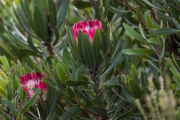 Vista Close Plantas Flores Protea — Fotografia de Stock