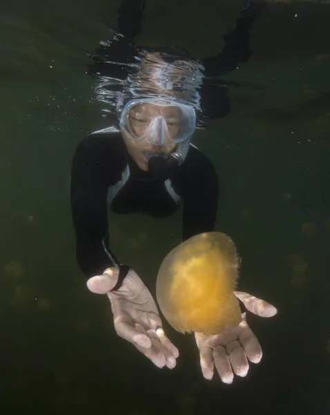 Ныряльщица Смотрит Золотую Медузу Mastigias Papua Озеро Медузы Внутреннее Солёное — стоковое фото