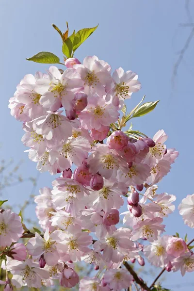 Цвітіння Японської Вишні — стокове фото