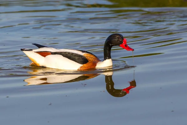 Two Ducks Water — Stock Photo, Image