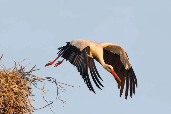 Een Ooievaar Het Nest Van Een Vogel — Stockfoto