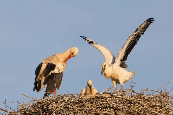 Lkbaharda Yuvada Iki Leylek — Stok fotoğraf