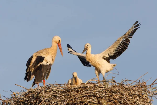 Two Storks Nest Background Blue Sky — Stock Photo, Image