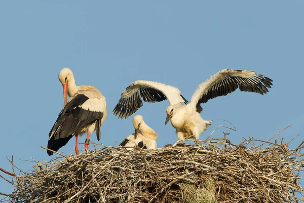 Storch Nest Mit Seinen Küken — Stockfoto