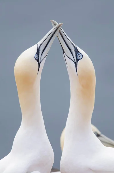 Two Northern Gannets Morus Bassanus Touching Beaks Greet Each Other — Stock Photo, Image