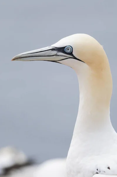 Northern Gannet Morus Bassanus Heligoland Schleswig Holstein Németország Európa — Stock Fotó