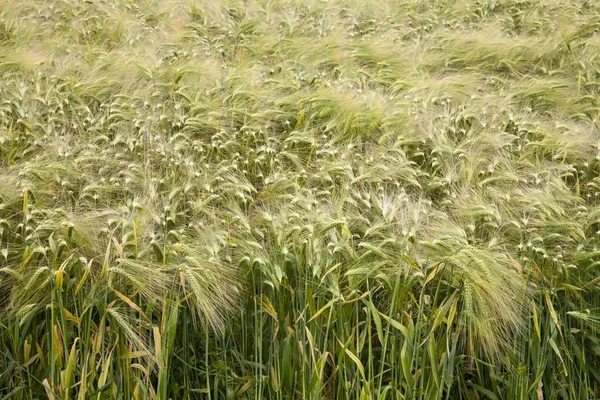 Barley Field Barley Hordeum Vulgare North Rhine Westphalia Germany Europe — 스톡 사진