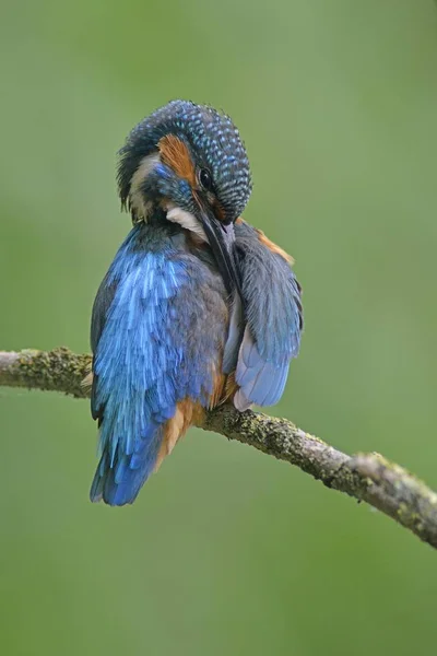 Egzotik Kingfisher Kuşu Dalda — Stok fotoğraf