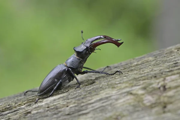 Stag Beetle Lucanus Cervus Emsland Κάτω Σαξονία Γερμανία Ευρώπη — Φωτογραφία Αρχείου