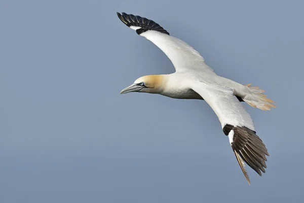 Northern Gannet Sula Bassana Heligoland Schleswig Holstein Germany Europe — Stock Fotó