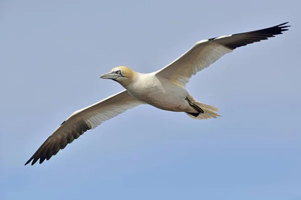 Észak Gannet Sula Bassana Heligoland Schleswig Holstein Németország Európa — Stock Fotó