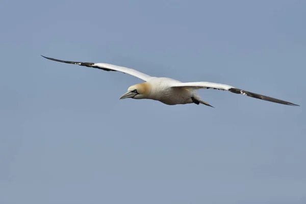 Northern Gannet Sula Bassana Heligoland Schleswig Holstein Allemagne Europe — Photo