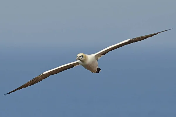 Észak Gannet Sula Bassana Heligoland Schleswig Holstein Németország Európa — Stock Fotó