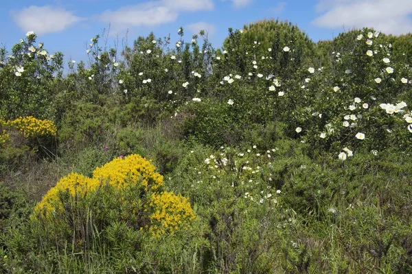 Vista Panorámica Flores Silvestres Primavera Algarve Portugal Europa —  Fotos de Stock