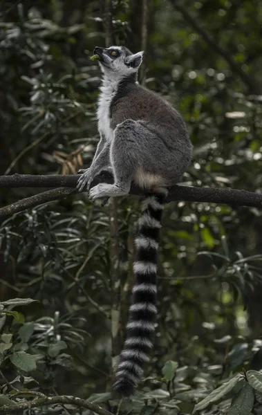 Lémurien Queue Cerclée Assis Sur Une Branche Arbre — Photo