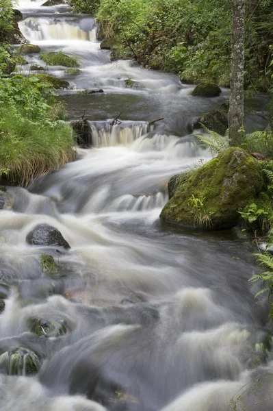 Horský Potok Národní Park Bavorský Les Waldhuser Bavorsko Německo Evropa — Stock fotografie