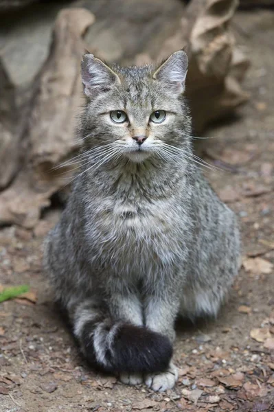 Widok Zbliżenie Wildcat Dzikiej Przyrodzie — Zdjęcie stockowe