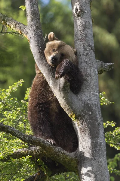 Vista Panorâmica Urso Marrom Uma Árvore Recinto Animal Baviera Alemanha — Fotografia de Stock