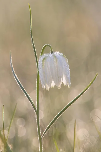 Vista Cerca Cabeza Serpiente Fritillary Flor Ajedrez — Foto de Stock