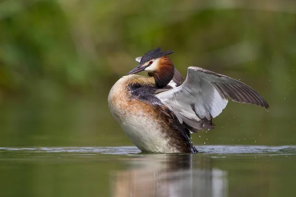 Great Crested Grebe Beating Its Wings Water — Stock Photo, Image