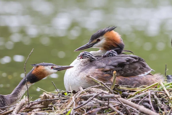 Great Crested Grebes Feeding Chick Nest — Stock Photo, Image