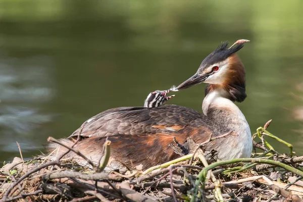 Great Crested Grebe Nest Feeding Young Bird Feather — Stock Photo, Image