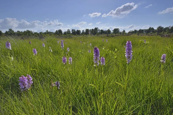 Orchidee Plamisty Lub Storczyki Heath Spotted Zielonej Dziedzinie — Zdjęcie stockowe