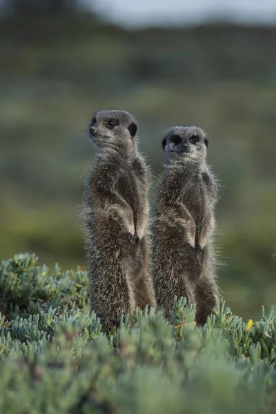 Meerkats Mirando Hacia Otro Lado Naturaleza Salvaje — Foto de Stock