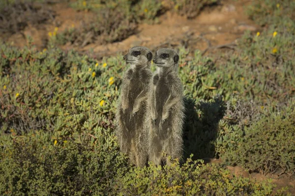 Meerkats Guardando Lontano Nella Natura Selvaggia — Foto Stock