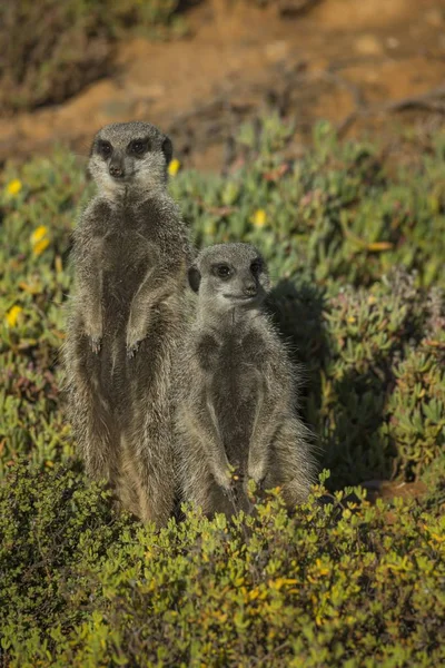 Meerkats Mirando Hacia Otro Lado Naturaleza Salvaje — Foto de Stock