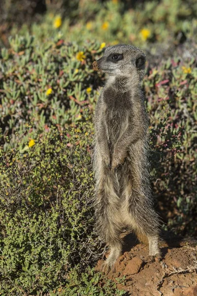 Meerkat Mirando Hacia Otro Lado Naturaleza Salvaje — Foto de Stock