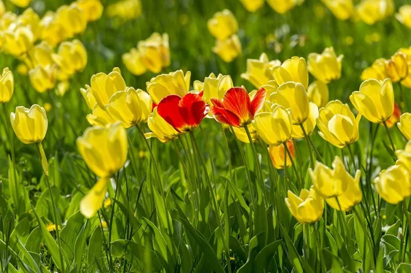 Vista Cênica Tulipas Vermelhas Amarelas Campo — Fotografia de Stock