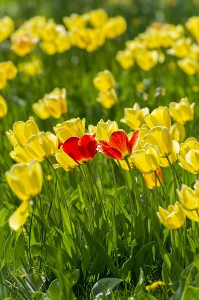 Malerischer Blick Auf Rote Und Gelbe Tulpen Feld — Stockfoto