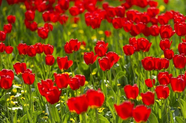 Festői Kilátás Vörös Tulipánok Egy Virág Rét — Stock Fotó