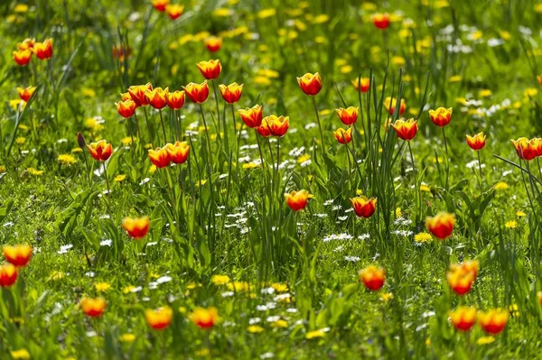 Rote Und Gelbe Tulpen Auf Einer Blumenwiese — Stockfoto